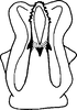 Aedeagus, ventral view on Colistra parvulus (Linnavuori, 1961): Aedeagus, ventral view. (Observation).