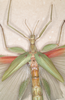 CollectionObject 1562294; 8e0c4761-6a15-42d6-85a9-9595c8d4c662: female (probable syntype). female: head and thorax, dorsal view (probable syntype) , copyright MVMA, Melbourne. (CollectionObject).