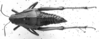 CollectionObject 1477910; 8700d41f-1ab6-4611-bd1d-a46a02a5cfce: Image Carbonell, C.S. female, dorsal view (syntype). (CollectionObject).