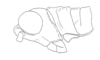 Hylopedetes mirandus Rehn, 1929: Fig. 8A. male head and pronotum, lateral view. (Otu).