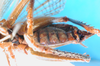 CollectionObject 1500144; 9e97be46-c53d-4377-bfe8-0af0198af28d, MfN 3081: female, ventral view (holotype). (CollectionObject).