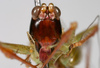 CollectionObject 1533243; e1951ace-829b-45be-a619-4d2554000369: male face (holotype). (CollectionObject).
