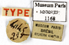 Phoraspis leucogramma Perty, 1832: CC BY-NC-ND 4.0/MNHN - Depraetere Marion - 2014. Type, female, of conspersa Brullé, 1835. Specimen number: MNHN-EP-EP1168. http://coldb.mnhn.fr/catalognumber/mnhn/ep/ep1168. (Otu).