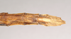 CollectionObject 1561799; 0020be0e-957d-4152-8b3b-2acb91febdf1: copyright Natural History Museum, London. female: end of abdomen, ventral view (neotype). (CollectionObject).
