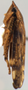 Habitus, lateral view on Coarctana asymmetrica Domahovski & Cavichioli, 2023: Male holotype [DZUP]: habitus, lateral view. (Observation).