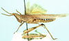 Laufferia chloronata (Bolívar, 1889): lateral view. (Otu).