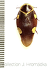 Gyna gloriosa (Stål, 1855): (Otu).