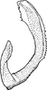 Aedeagus, lateral view on Athysanella (Pedumella) repulsa Hamilton, 2002: Aedeagus, lateral view. (Observation).