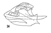 Aedeagus, lateral view on Cixius coloepeum Fitch, 1856: (Observation).