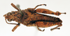 CollectionObject 1595760; e5eaa689-3a94-4b47-90e0-9854b1987e04: male, dorsal view (syntype of Chrotogonus occidentalis). (CollectionObject).