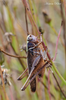 Platycleis falx falx (Fabricius, 1775): male (Madeira, 5 August 2019). (Otu).