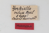 CollectionObject 1505902; dc81cfb3-7470-4947-9e55-0cfebf6205ae: female, labels (holotype). (CollectionObject).