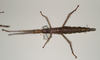 CollectionObject 1559878; 9e1625c8-164e-475e-8740-d8ded0da4710: copyright OUMNH. female of synonym Monandroptera inuncans (paralectotype). (CollectionObject).;CollectionObject 1559879; 90a1ca65-43e1-4e5a-93a4-2fb137caf3da: copyright OUMNH. female of synonym Monandroptera inuncans (paralectotype). (CollectionObject).
