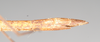 CollectionObject 1556952; NHMUK(SF IMPORT DUPLICATE) 844974-844975, a895fb1e-3f78-4fd2-b3a3-929a25a06fb2: copyright Natural History Museum, London. female: end of abdomen, lateral view of Anophelepis rhipheus (syntype). (CollectionObject).