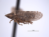 Habitus, lateral view: (Observation).