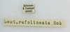 CollectionObject 1559644; 11057412-5713-447a-9f6b-f80b885c6c12: copyright ETHZ. male, data (syntype). (CollectionObject).