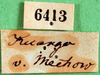 CollectionObject 1502875; fce91bad-299b-4cc7-8ef0-66fa71c7f09a: labels (syntype). (CollectionObject).