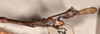 CollectionObject 1558184; b8e4626d-36d1-43d6-b262-6f9091c6c039: copyright OUMNH. male: end of abdomen, lateral view of Ctenomorpha marginipennis (lectotype). (CollectionObject).