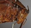 CollectionObject 1592237; 2b332e30-c5d6-4e3d-80dd-d4bcc7b7e8f5: male, head and pronotum, lateral view. (CollectionObject).