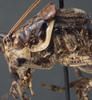 CollectionObject 1534814; a14c728e-a100-4bd6-9f24-73cb9d793401: male pronotum lateral (syntype). (CollectionObject).