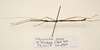 CollectionObject 1595880; a859b8d9-03bc-4d48-bff7-2e3d1da185ba: copyright UKM Bangi. male, lateral view (paratype). (CollectionObject).