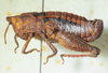 CollectionObject 1498695; 92395aed-5f50-4158-9292-b1a470e0c917: male, lateral view. (CollectionObject).