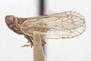 Habitus, lateral view on Oecleus productus Metcalf, 1923: (Observation).