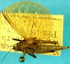CollectionObject 1505183; 4d2ece04-d73d-4800-b982-d3e9b5071c4d: male, dorsal view. (CollectionObject).
