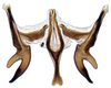 Connective: Chiasmus sp., connective, stylus, and aedeagus (INHS). (Observation).
