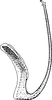 Aedeagus, lateral view on Arocephalus (Ariellus) punctum (Flor, 1861): Aedeagus, lateral view. (Observation).