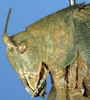 CollectionObject 1532260; NMW 1959, 529f461c-ba2f-40f8-98f0-87505d154a72: female head and pronotum, lateral view (syntype of Phrixa sima). (CollectionObject).