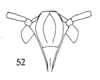 Head: (Observation).