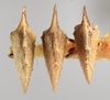 Habitus, dorsal view: !! display not done !! on Bryantopsis ensiger Ball, 1937: (Observation).