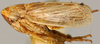 Habitus, lateral view: !! display not done !! on Extrusanus extrusus (Van Duzee, 1893): Extrusanus extrusus, lateral habitus (NMNH). (Observation).