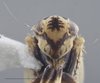 Head: !! display not done !! on Amblysellus curtisii (Fitch, 1851): Head. (Observation).