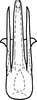Aedeagus, ventral view on Drabescus vilbastei Zhang & Webb, 1996: Aedeagus, ventral view. (Observation).