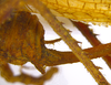 CollectionObject 1542647; DEES #10149, f3440f86-d225-4df1-9d2c-fec1b2a1185c: Female ovipositor, lateral view (holotype). (CollectionObject).