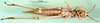 CollectionObject 1501946; eb4d9a75-373d-48ce-9da8-20007c7ada09: female, ventral view (syntype). (CollectionObject).