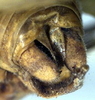 CollectionObject 1517077; 0df7a472-0760-4286-953c-3ce8823bfd87: male cerci (holotype). (CollectionObject).