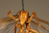 CollectionObject 1474980; e7c48550-8a08-4156-be09-8b3b23a7a429: female, anterior view (holotype). (CollectionObject).