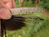 FieldOccurrence 128; 429ebaba-dbf2-4706-a1d1-cf799fa02531; Tanzania
near Lake Jipe North Pare, 2018/02/17: wing detail. (FieldOccurrence).