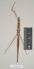 CollectionObject 1557074; e8824fa7-7bdd-4f78-b5d6-828855d146a0: copyright Natural History Museum, London. female of Anophelepis telesphorus (syntype - care, not this species, paralectotype [in progress]). (CollectionObject).;CollectionObject 1557075; 8e1aa3ad-4f20-40ea-8faf-7e21629869df: copyright Natural History Museum, London. female of Anophelepis telesphorus (syntype - care, not this species, paralectotype [in progress]). (CollectionObject).