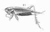 Loxoblemmus (Loxoblemmus) pallens (Serville, 1838): Pl.13, Fig.16(2). female, lateral view. (Otu).