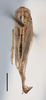 Habitus, dorsal view on Dicranotropis (Dicranotropis) palamedes Fennah, 1958: (Observation).
