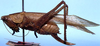 CollectionObject 1522259; 4121984e-97f6-4177-848a-bea02663f6ba: female, lateral view (holotype). (CollectionObject).