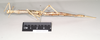 CollectionObject 1558917; 9c710c20-6f8d-45f0-a2c6-e103d0ce7dd5: copyright Natural History Museum, London. female, lateral view of synonym Haplopus ligia (paralectotype). (CollectionObject).;CollectionObject 1558918; 91108cc7-f465-4d69-b42c-18b503e87bf5: copyright Natural History Museum, London. female, lateral view of synonym Haplopus ligia (paralectotype). (CollectionObject).