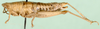 Parasphena keniensis keniensis Sjöstedt, 1912: female, lateral view. (Otu).