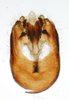 Pygofer, ventral view: !! display not done !! on Pissonotus basalis Van Duzee, 1897: (Observation).