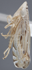 Habitus, lateral view: Lateral. (Observation).