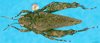 CollectionObject 1501790; 84a65a85-a9ee-42e1-981a-e69df73fbd55: male, dorsal view. (CollectionObject).